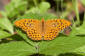 Silverstreckad prlemorfjril / Silver-washed Fritillary Argynnis paphia 