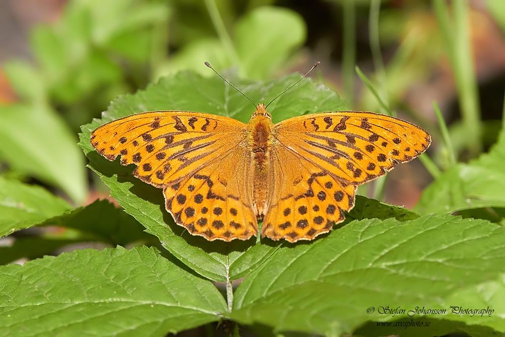 Silverstreckad prlemorfjril / Silver-washed Fritillary Argynnis paphia 