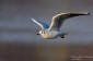 Skrattms / Black-headed Gull Larus ridibundus 