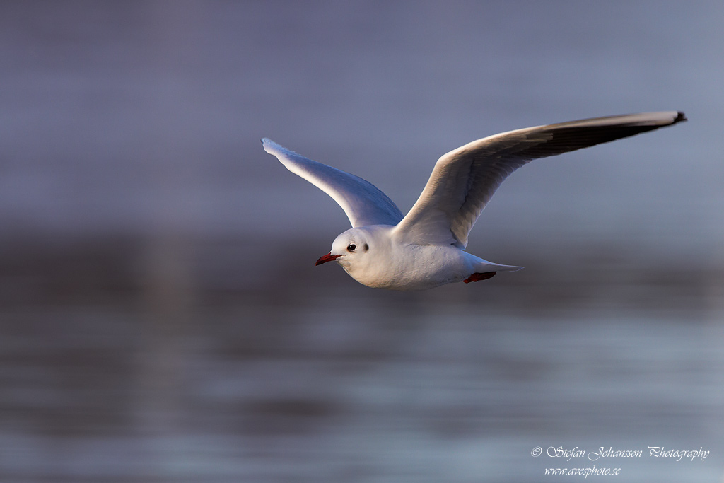 Skrattms / Black-headed Gull Larus ridibundus 