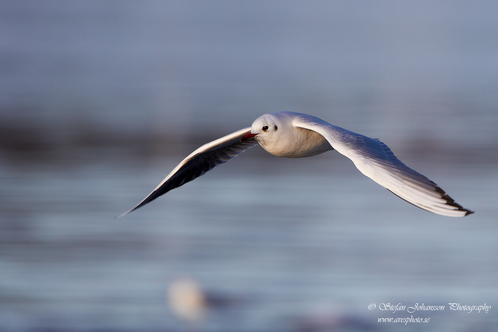 Skrattms / Black-headed Gull Larus ridibundus 