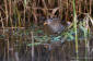 Smflckig sumphna / Spotted Crake Porzana porzana