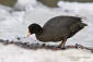 Sothna / Coot Fulica atra 