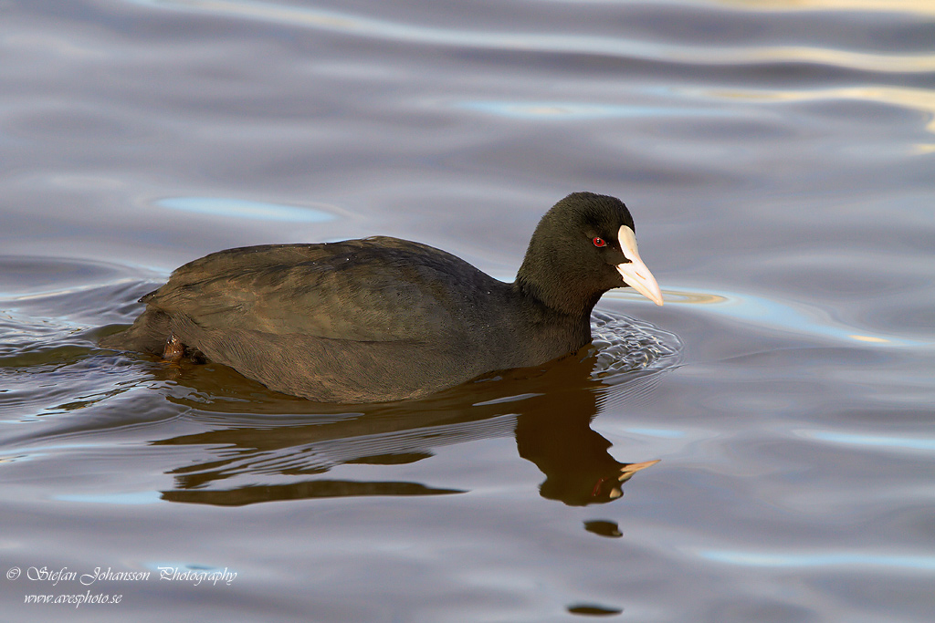 Sothna / Coot Fulica atra 