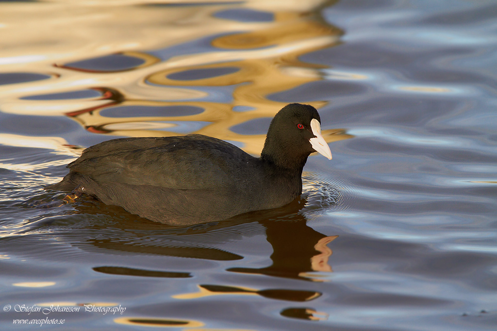 Sothna / Coot Fulica atra 