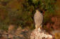 Sparvhk / Sparrowhawk Accipiter nisus 