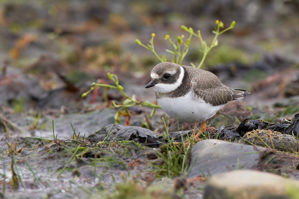 Större strandpipare / Common Ringed Plover Charadrius hiaticula  