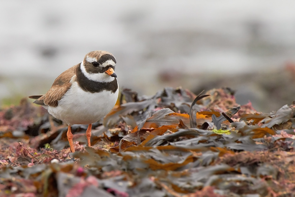 Större strandpipare / Common Ringed Plover Charadrius hiaticula  