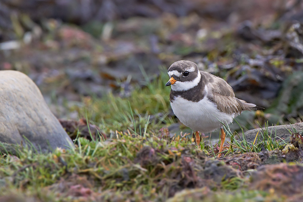 Större strandpipare / Common Ringed Plover Charadrius hiaticula  