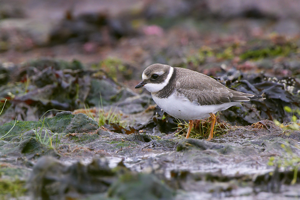 Större strandpipare / Common Ringed Plover Charadrius hiaticula  