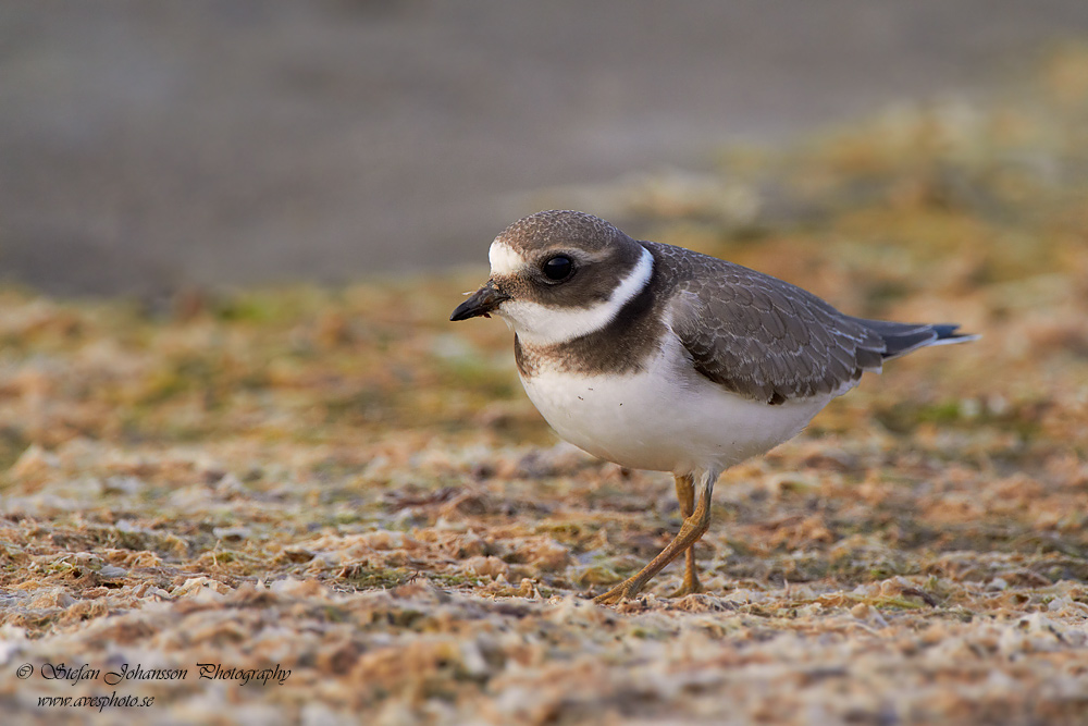 Strre strandpipare / Common Ringed Plover Charadrius hiaticula  