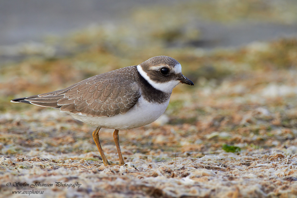 Strre strandpipare / Common Ringed Plover Charadrius hiaticula  