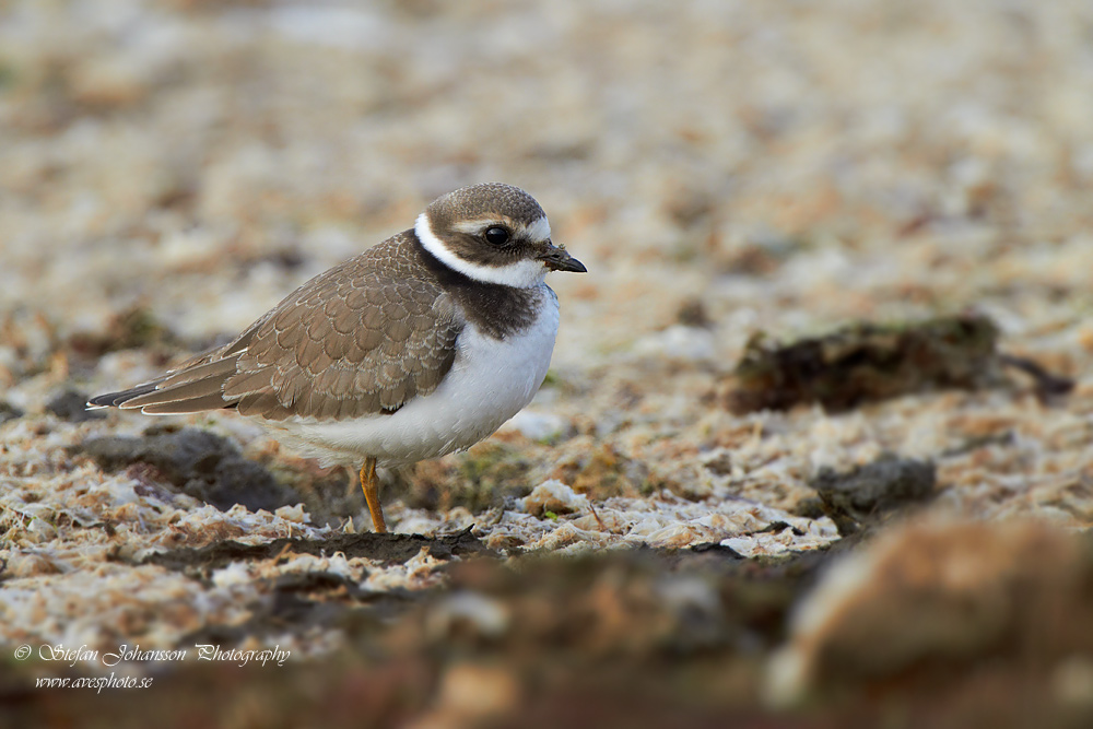 Strre strandpipare / Common Ringed Plover Charadrius hiaticula  