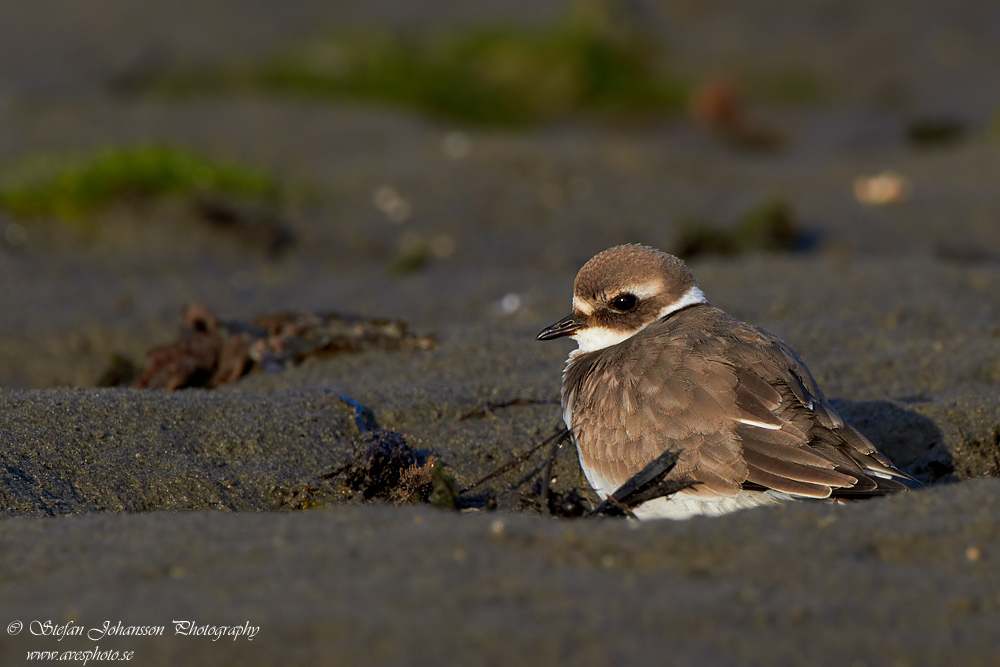 Strre strandpipare / Common Ringed Plover Charadrius hiaticula  