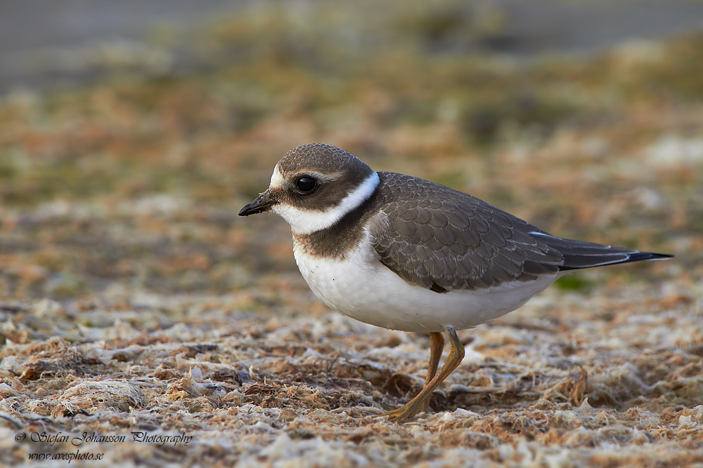 Strre strandpipare / Common Ringed Plover Charadrius hiaticula  