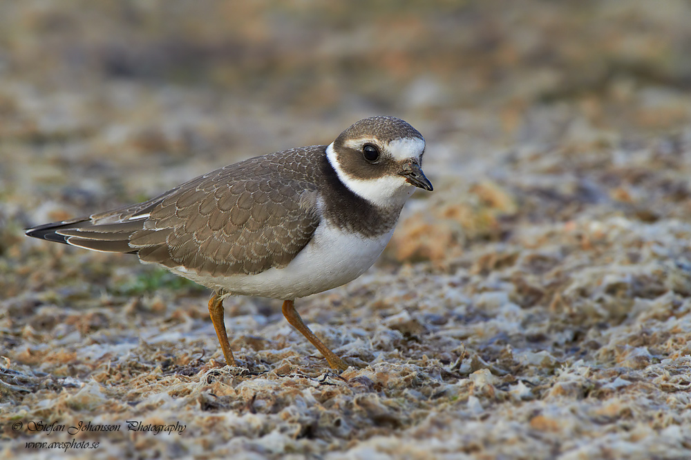 Strre strandpipare / Common Ringed Plover Charadrius hiaticula  