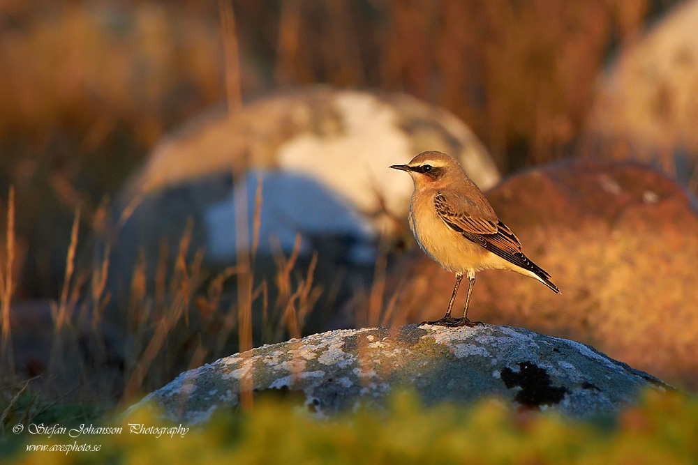 Stenskvtta / Northern Wheatear Oenanthe oenanthe 