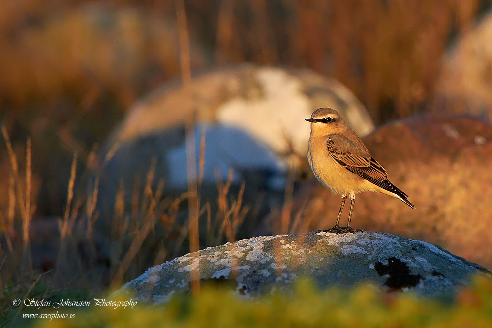 Stenskvtta / Northern Wheatear Oenanthe oenanthe 