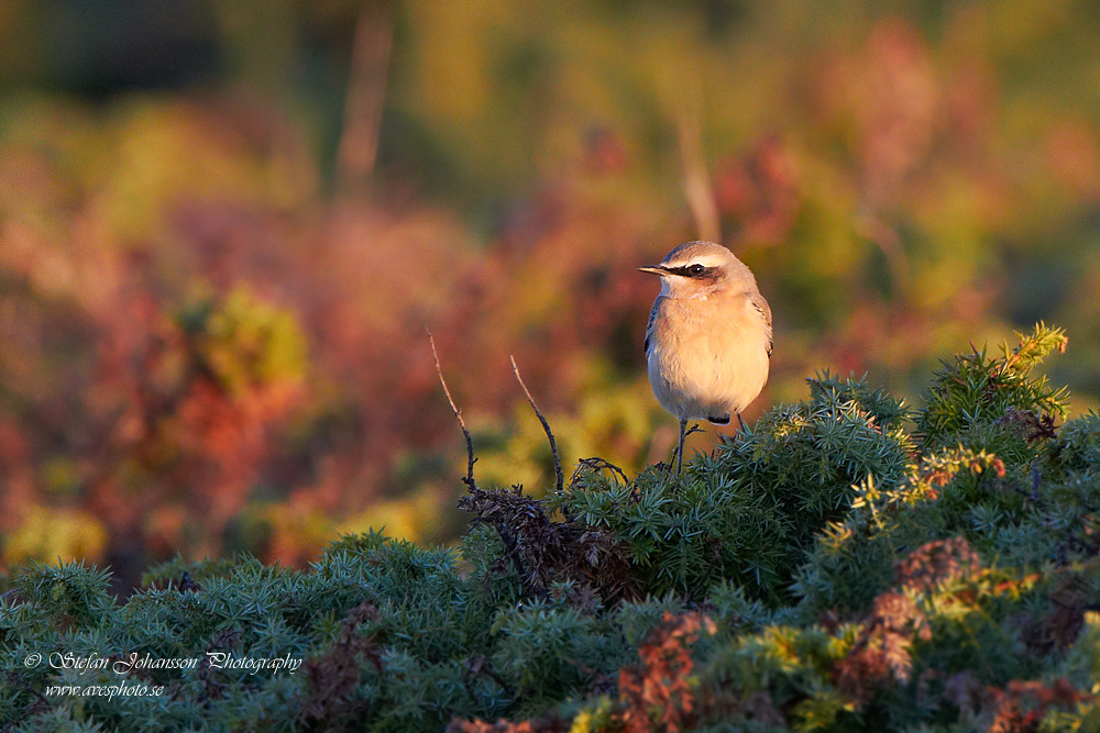 Stenskvtta / Northern Wheatear Oenanthe oenanthe 