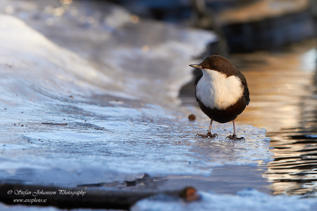 Strmstare / Dipper Cinclus cinclus 