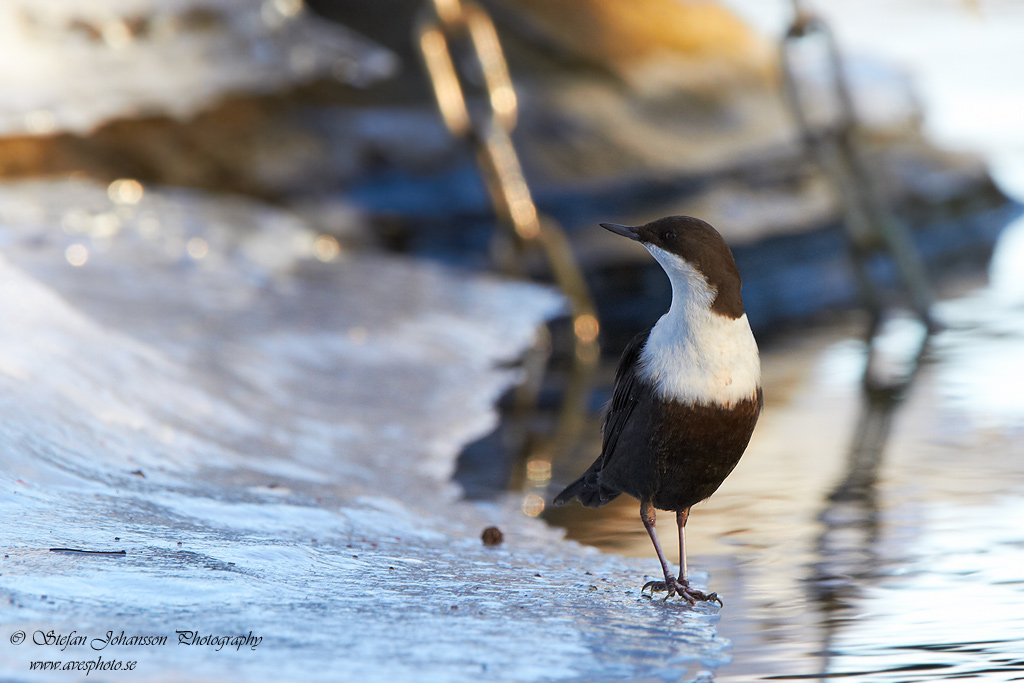 Strmstare / Dipper Cinclus cinclus 