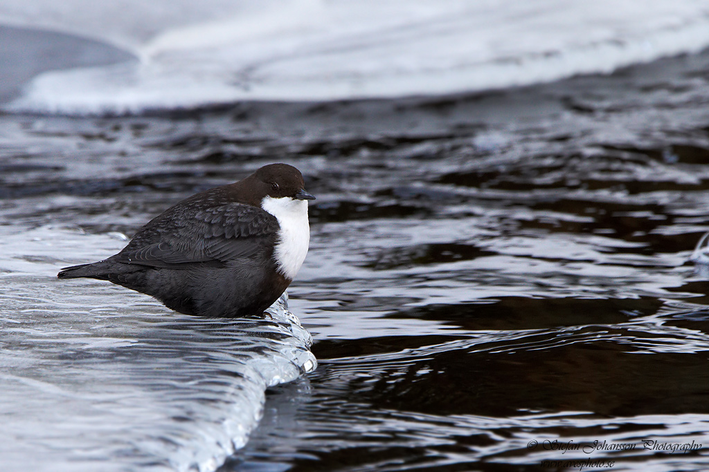 Strmstare / Dipper Cinclus cinclus 