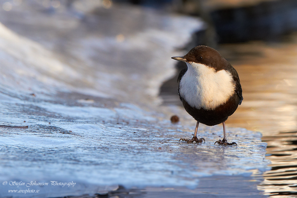 Strmstare / Dipper Cinclus cinclus 