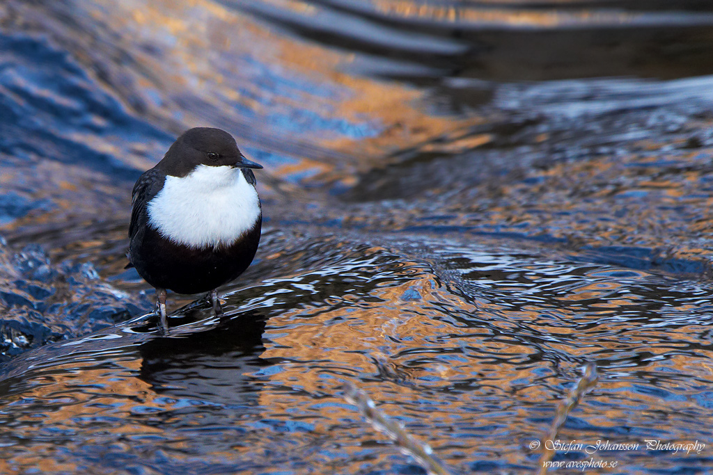 Strmstare / Dipper Cinclus cinclus 