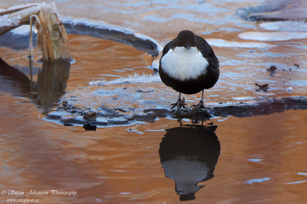 Strmstare / Dipper Cinclus cinclus 