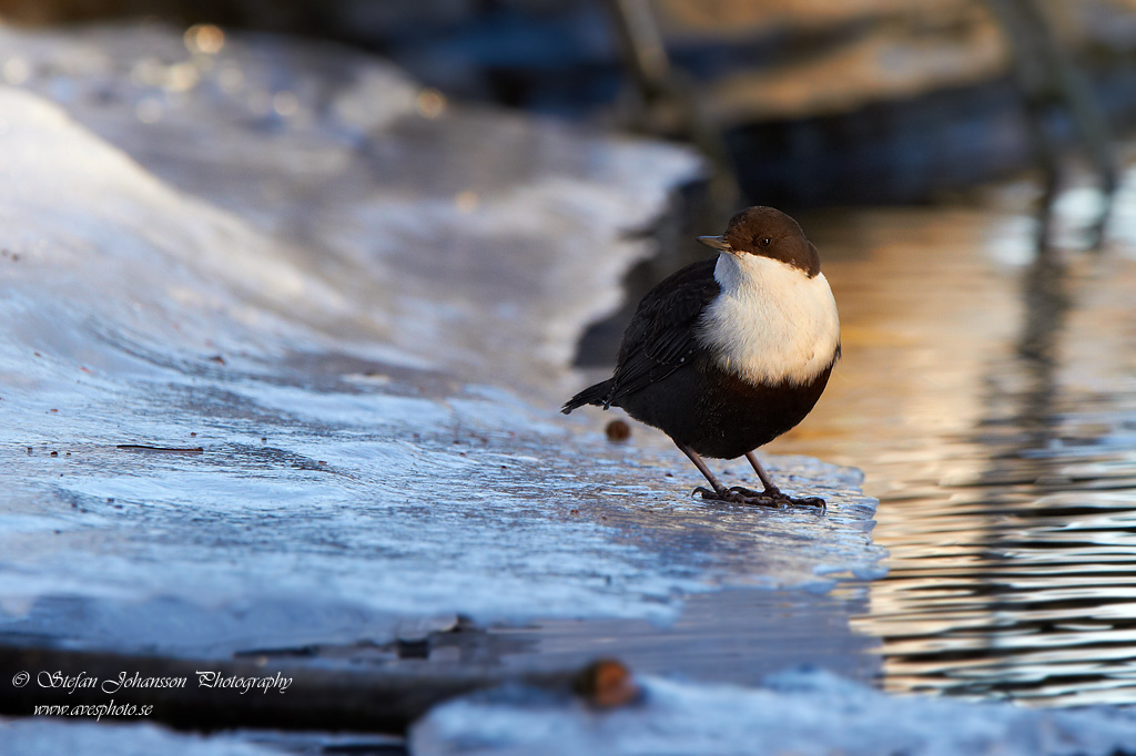 Strmstare / Dipper Cinclus cinclus 