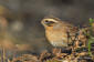 Svartstrupig jrnsparv / Black-throated Accentor Prunella atrogularis