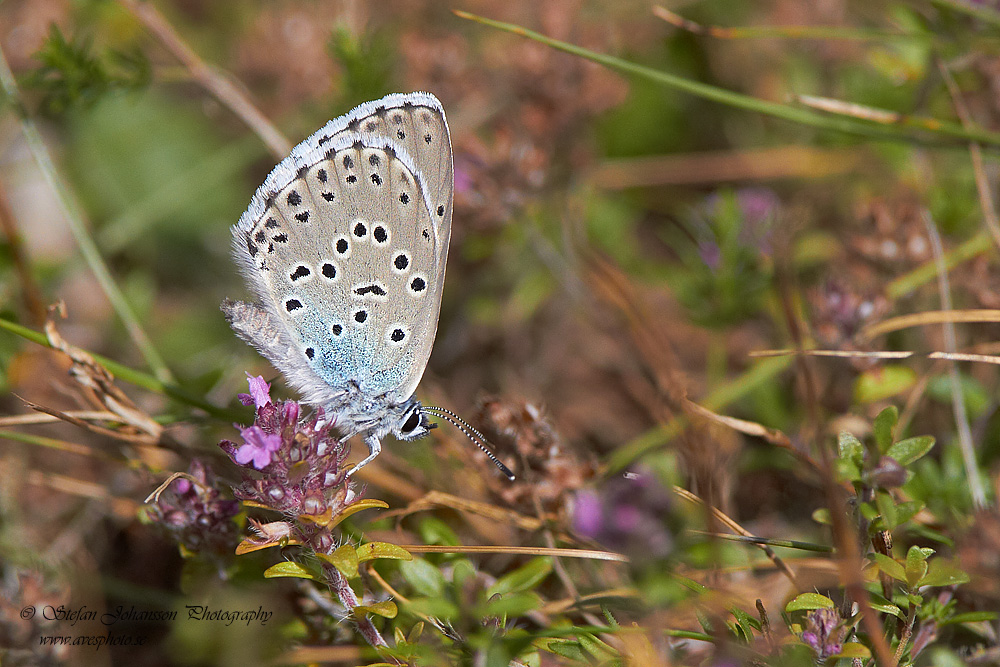 Svartflckig blvinge / Large Blue Maculinea arion 