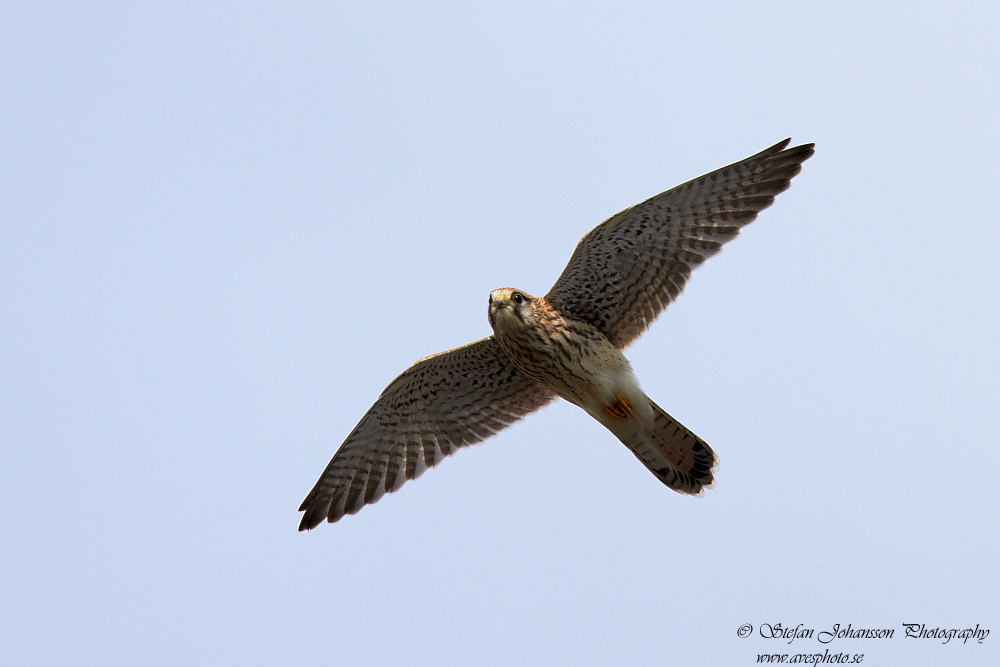 Tornfalk / Kestrel Falco tinnunculus 