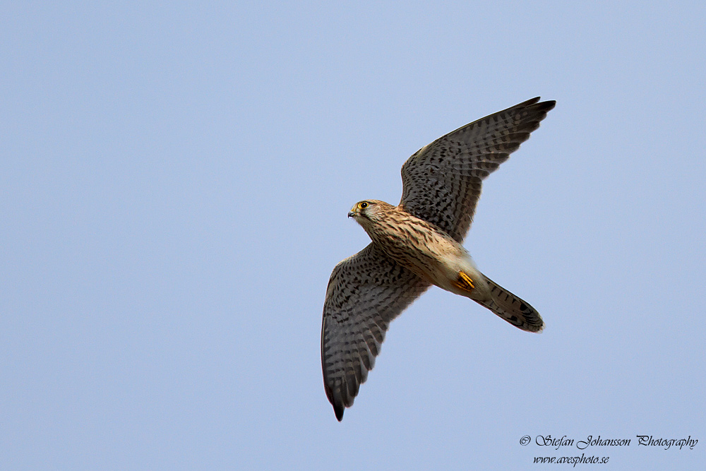 Tornfalk / Kestrel Falco tinnunculus 