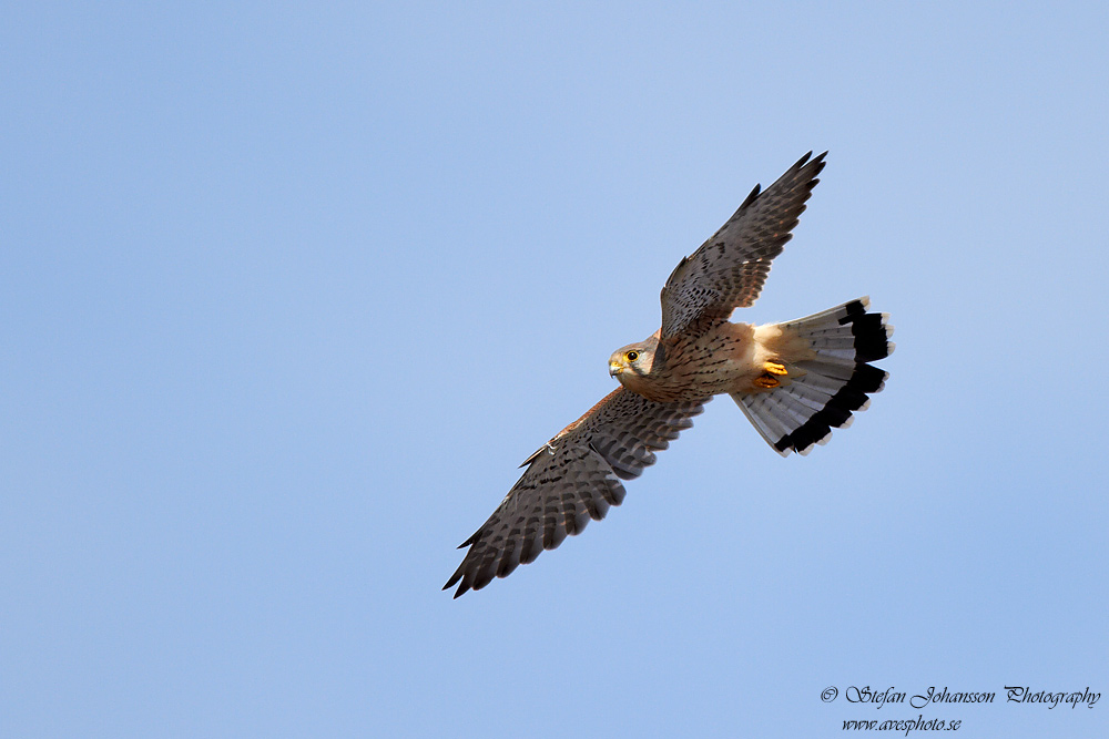 Tornfalk / Kestrel Falco tinnunculus 