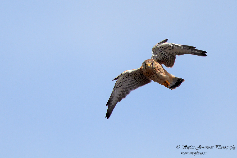 Tornfalk / Kestrel Falco tinnunculus 