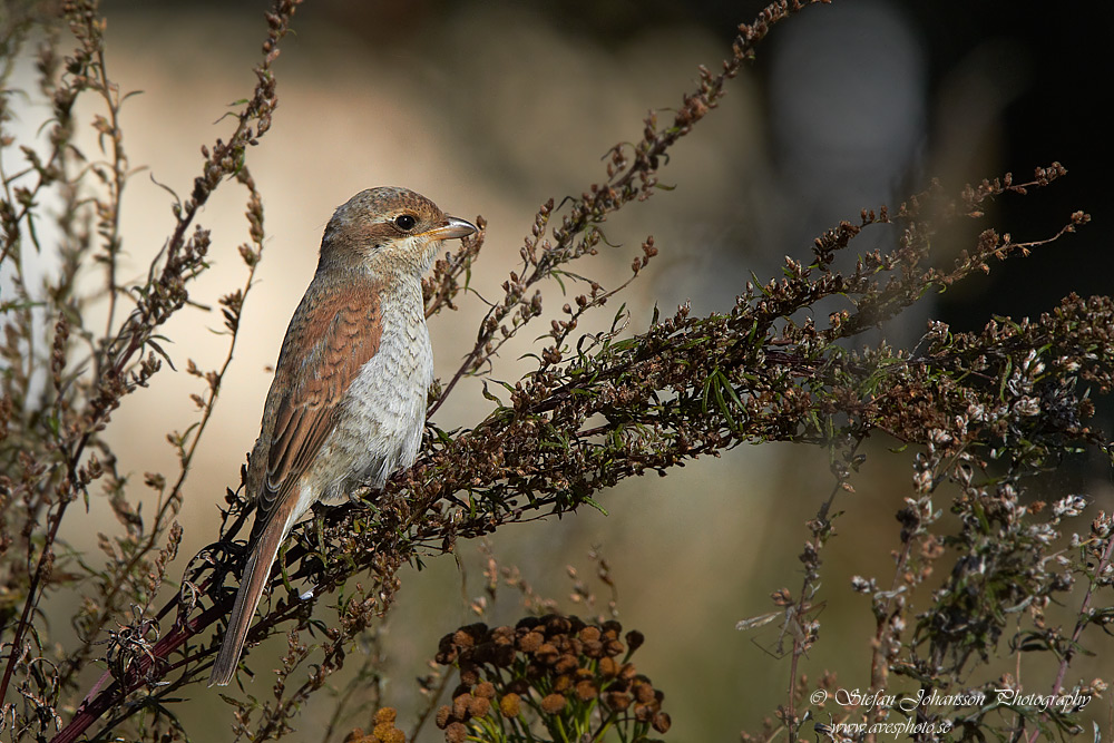 Trnskata / Red-backed Shrike Lanius collurio  