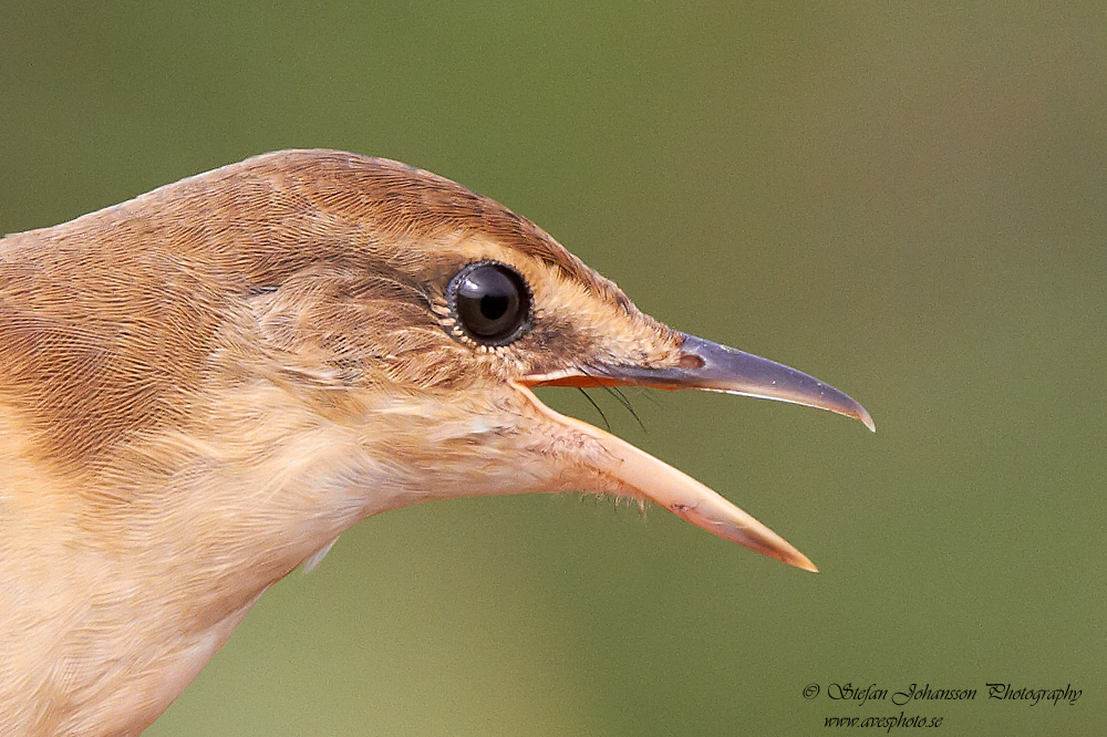 Trastsngare / Great Reed Warbler Acrocephalus arundinaceus 