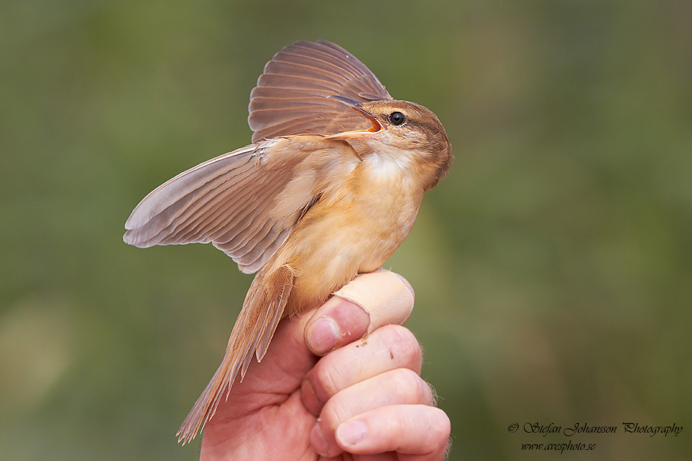 Trastsngare / Great Reed Warbler Acrocephalus arundinaceus 