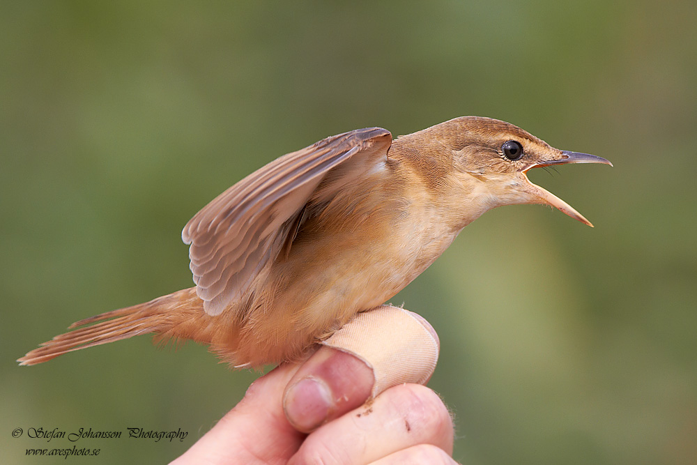 Trastsngare / Great Reed Warbler Acrocephalus arundinaceus 