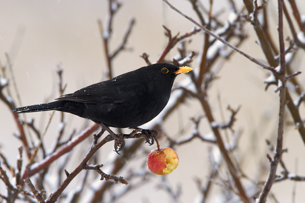 Koltrast / Common Blackbird Turdus merula 