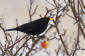 Koltrast / Common Blackbird Turdus merula 