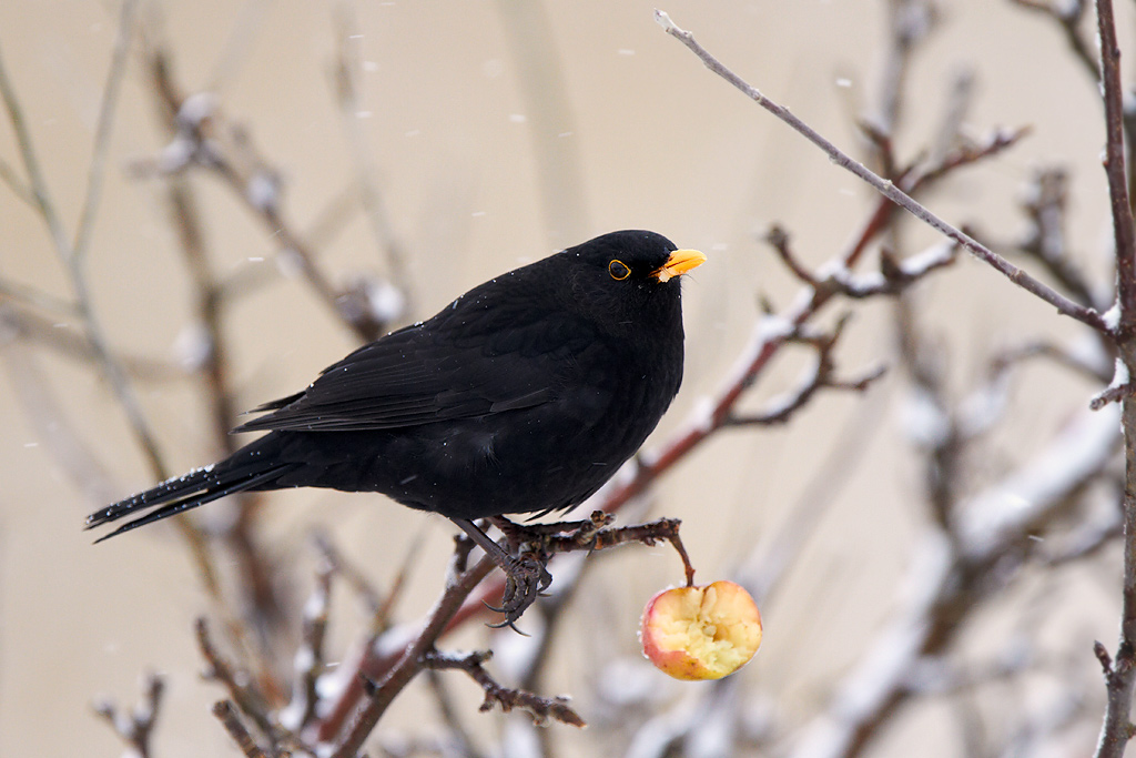 Koltrast / Common Blackbird Turdus merula 