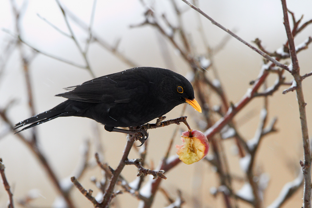 Koltrast / Common Blackbird Turdus merula 