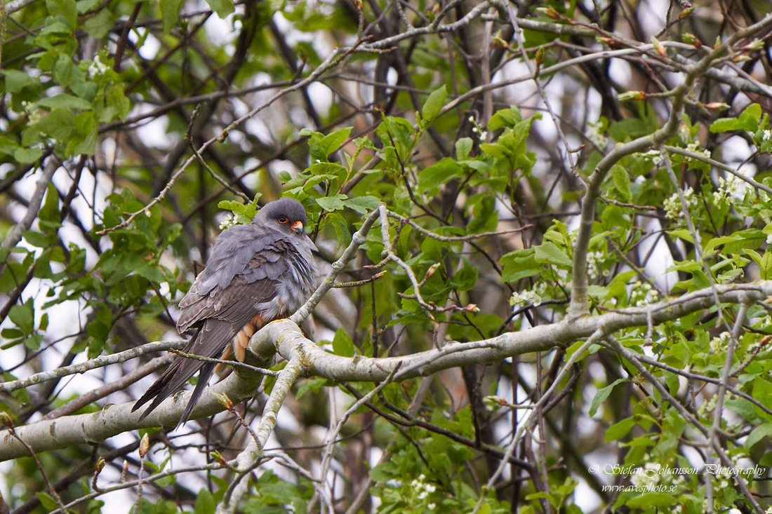 Aftonfalk / Red-Footed Falcon Falco vespertinus 