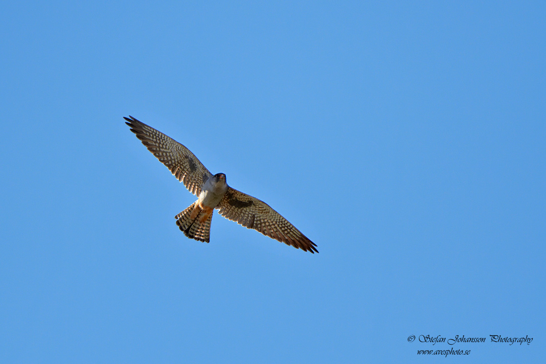 Falco vespertinus 