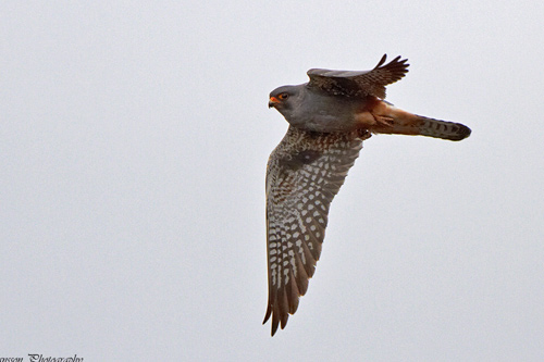 Aftonfalk / Red-Footed Falcon Falco vespertinus 