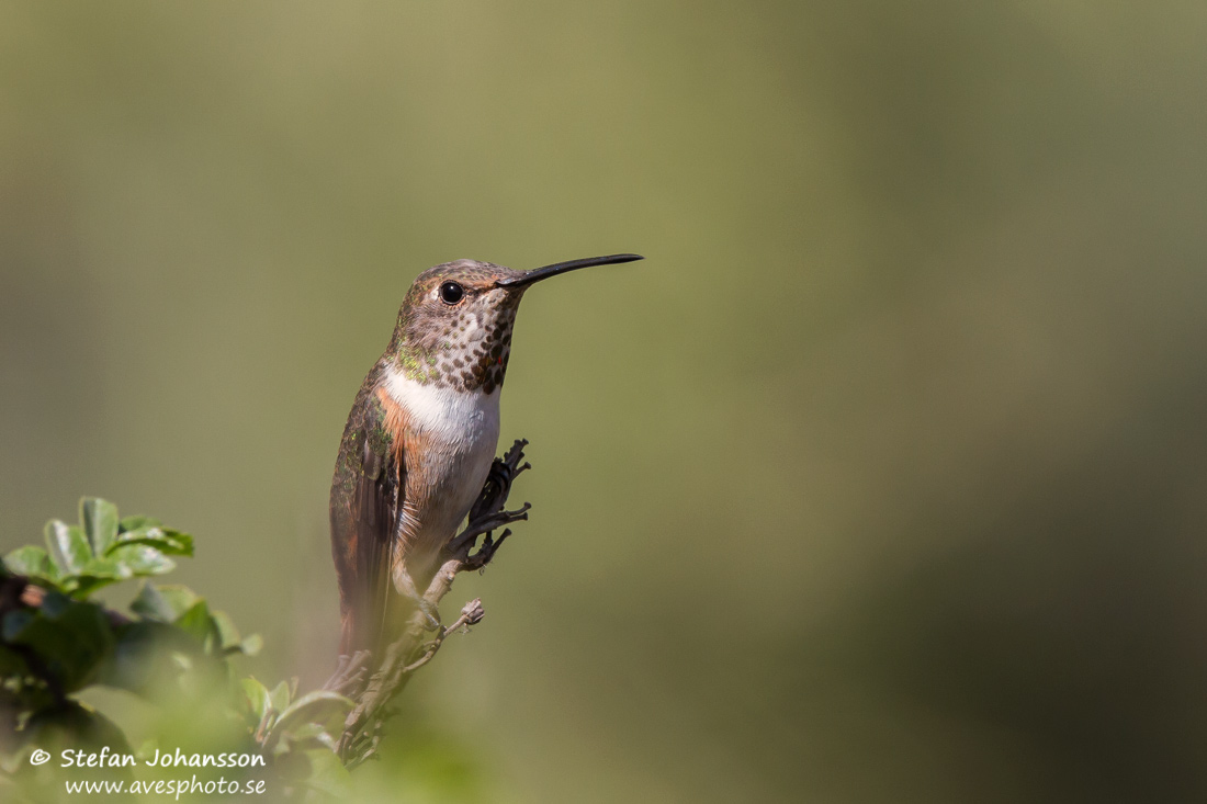 Allen's Hummingbird Selasphorus sasin