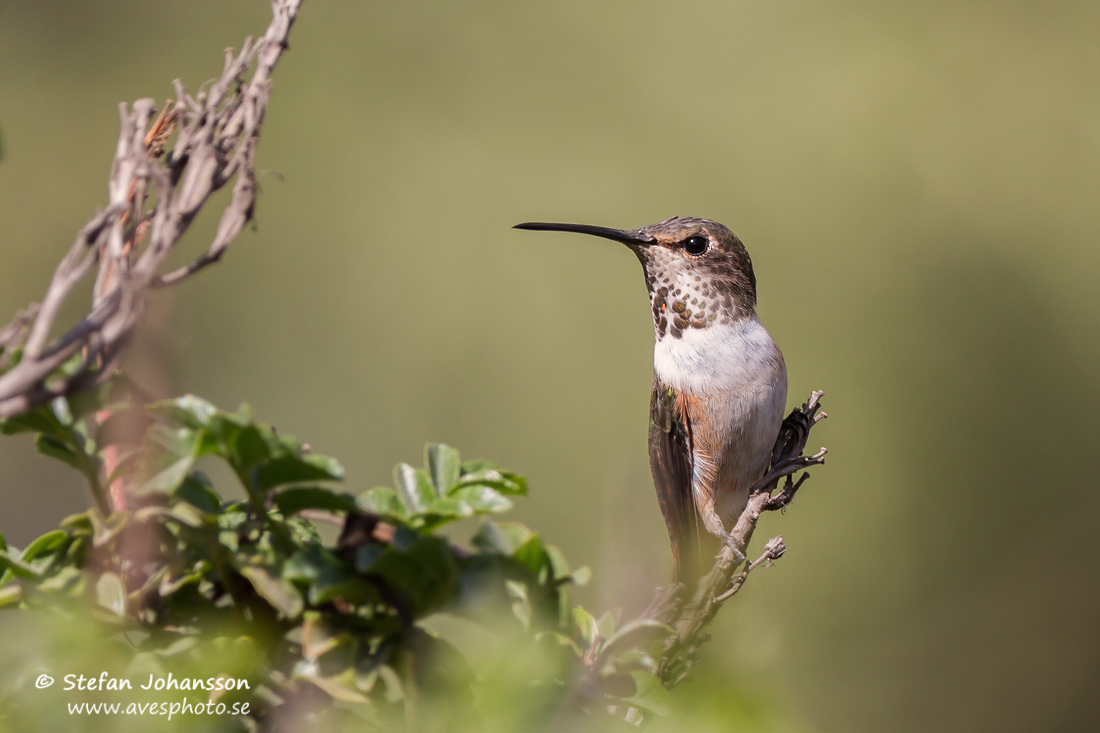 Allen's Hummingbird Selasphorus sasin