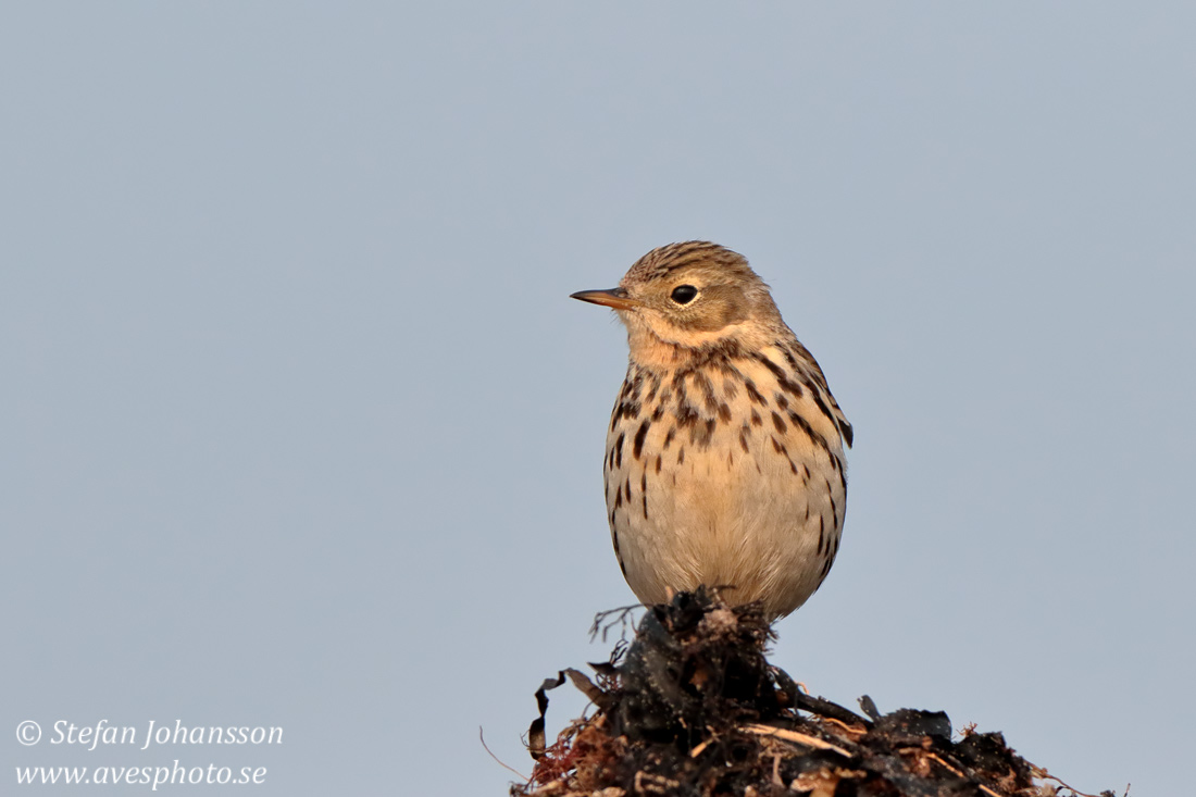 ngspiplrka /  Meadow Pipit 